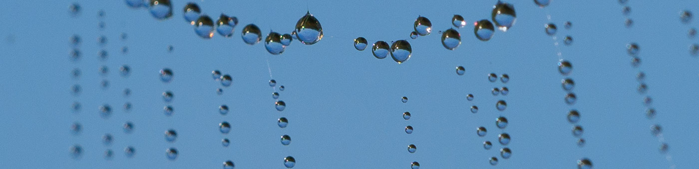 Tautropfen an Fäden