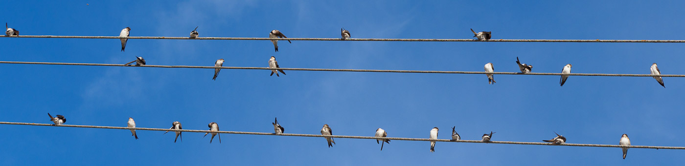Vögel auf Stromleitungen