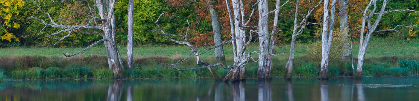 abgestorbene Bäume im Wasser