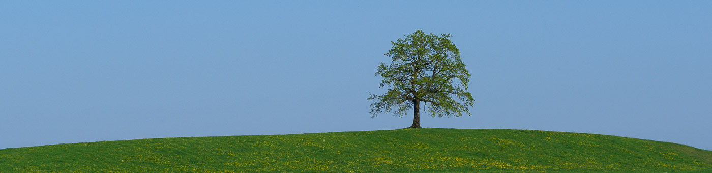 einzelner Baum auf der Wiese